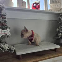 Queen, a female French Bulldog for sale in Franklinton, LA – Photo 3 of 7