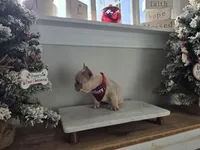 Queen, a female French Bulldog for sale in Franklinton, LA – Photo 3 of 7
