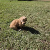 Lucy, a female Goldendoodle for sale in Franklinton, LA – Photo 1 of 5