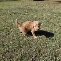 Lucy, a female Goldendoodle for sale in Franklinton, LA – Photo 5 of 5