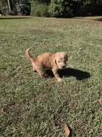 Lucy, a female Goldendoodle for sale in Franklinton, LA – Photo 5 of 5