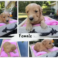 Lucy, a female Goldendoodle for sale in Franklinton, LA – Photo 2 of 5