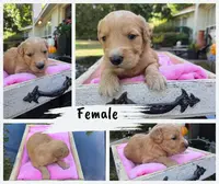 Lucy, a female Goldendoodle for sale in Franklinton, LA – Photo 2 of 5