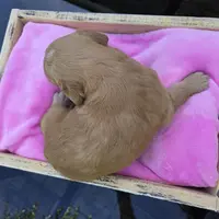 Lucy, a female Goldendoodle for sale in Franklinton, LA – Photo 3 of 5