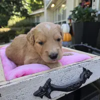Lucy, a female Goldendoodle for sale in Franklinton, LA – Photo 4 of 5