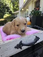 Lucy, a female Goldendoodle for sale in Franklinton, LA – Photo 4 of 5