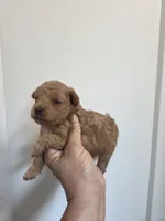 Luke, a male Poodle - Toy  for sale in Franklinton, LA – 2 of 4