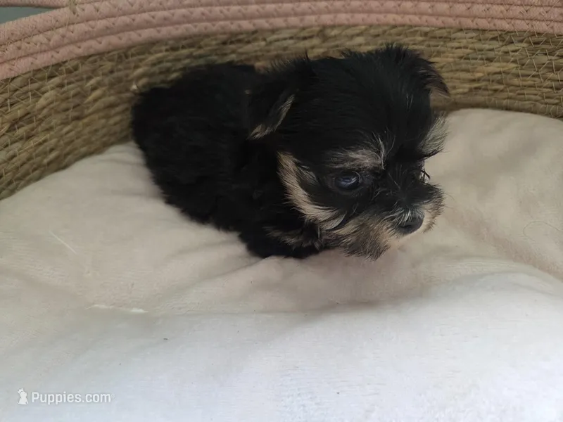 Lilly – Morkie puppy for sale in Franklinton, LA
