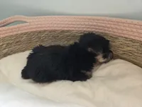 Lilly, a female Morkie for sale in Franklinton, LA – 2 of 3