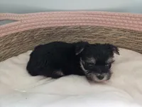 Lilly, a female Morkie for sale in Franklinton, LA – 3 of 3