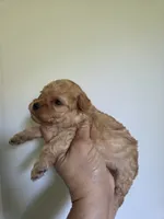 Joey, a male Poodle - Toy  for sale in Franklinton, LA – 2 of 4