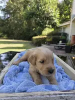 Conner, a male Goldendoodle for sale in Franklinton, LA – Photo 5 of 5