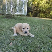 Conner, a male Goldendoodle for sale in Franklinton, LA – Photo 1 of 5