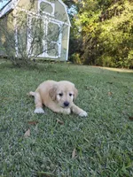 Conner, a male Goldendoodle for sale in Franklinton, LA – Photo 1 of 5
