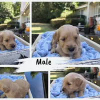 Conner, a male Goldendoodle for sale in Franklinton, LA – Photo 3 of 5