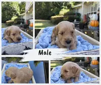 Conner, a male Goldendoodle for sale in Franklinton, LA – Photo 3 of 5