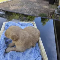 Conner, a male Goldendoodle for sale in Franklinton, LA – Photo 4 of 5