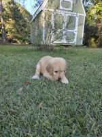 Conner, a male Goldendoodle for sale in Franklinton, LA – Photo 2 of 5