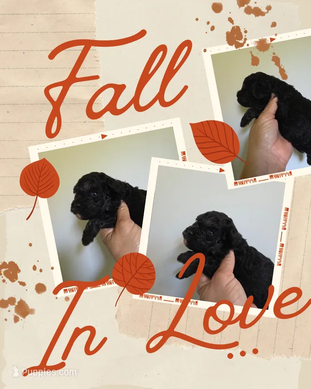 Lucy – Poodle - Toy  puppy for sale in Franklinton, LA