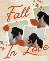 Lucy, a female Poodle - Toy  for sale in Franklinton, LA – 1 of 4