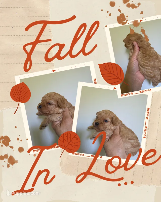 Joey – Poodle - Toy  puppy for sale in Franklinton, LA