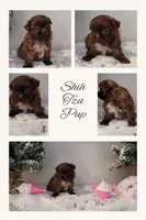 Brook, a female Shih Tzu for sale in Franklinton, LA – Photo 5 of 7