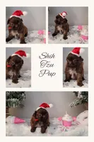 Brook, a female Shih Tzu for sale in Franklinton, LA – Photo 4 of 7