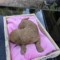 Jolie, a female Goldendoodle for sale in Franklinton, LA – Photo 4 of 5