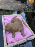 Jolie, a female Goldendoodle for sale in Franklinton, LA – Photo 4 of 5