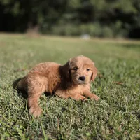 Jolie, a female Goldendoodle for sale in Franklinton, LA – Photo 2 of 5