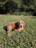 Jolie, a female Goldendoodle for sale in Franklinton, LA – Photo 2 of 5