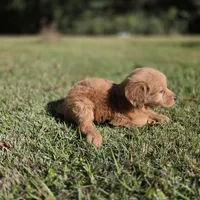 Jolie, a female Goldendoodle for sale in Franklinton, LA – Photo 1 of 5