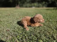 Jolie, a female Goldendoodle for sale in Franklinton, LA – Photo 1 of 5