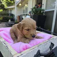 Jolie, a female Goldendoodle for sale in Franklinton, LA – Photo 5 of 5