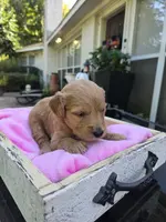 Jolie, a female Goldendoodle for sale in Franklinton, LA – Photo 5 of 5