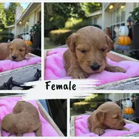Jolie, a female Goldendoodle for sale in Franklinton, LA – Photo 3 of 5