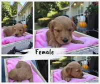 Jolie, a female Goldendoodle for sale in Franklinton, LA – Photo 3 of 5