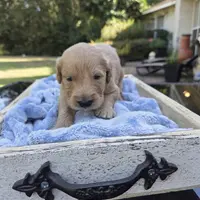 Tolby, a male Goldendoodle for sale in Franklinton, LA – Photo 5 of 5