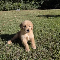 Tolby, a male Goldendoodle for sale in Franklinton, LA – Photo 2 of 5