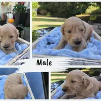 Tolby, a male Goldendoodle for sale in Franklinton, LA – Photo 3 of 5
