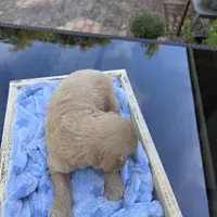 Tolby, a male Goldendoodle for sale in Franklinton, LA – Photo 4 of 5