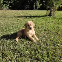 Tolby, a male Goldendoodle for sale in Franklinton, LA – Photo 1 of 5