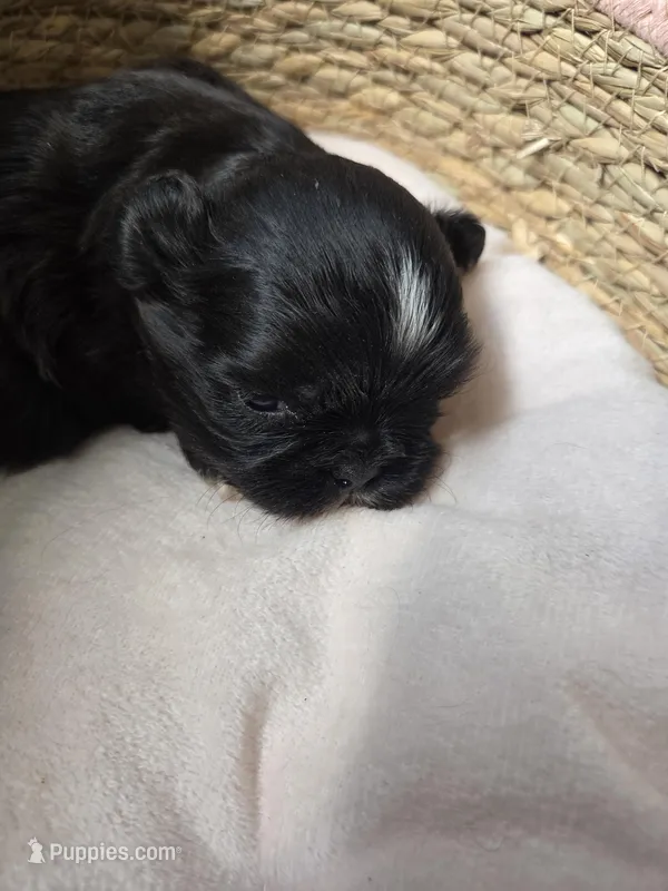 Chip, a male Shih Tzu for sale in Franklinton, LA – Photo 1 of 4