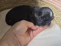Chip, a male Shih Tzu for sale in Franklinton, LA – Photo 3 of 4