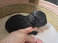 Chip, a male Shih Tzu for sale in Franklinton, LA – Photo 4 of 4