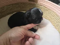Chip, a male Shih Tzu for sale in Franklinton, LA – Photo 2 of 4