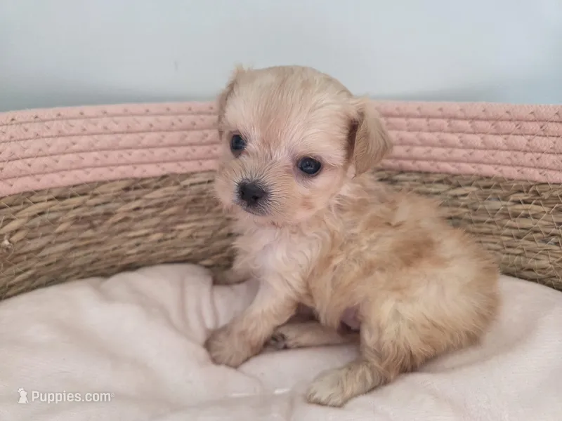 Demi – Shihpoo puppy for sale in Franklinton, LA