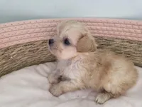 Demi, a female Shihpoo for sale in Franklinton, LA – 3 of 3