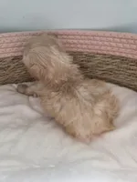 Demi, a female Shihpoo for sale in Franklinton, LA – 2 of 3