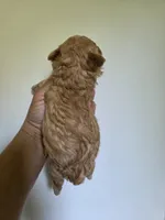 Joey, a male Poodle - Toy  for sale in Franklinton, LA – 3 of 4
